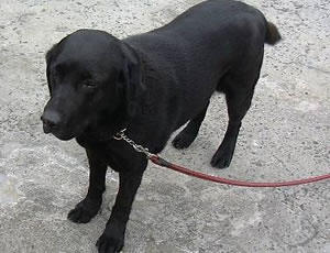盲導犬